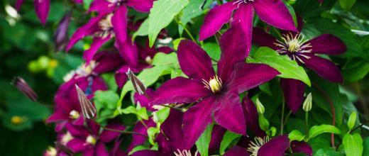 Clematis