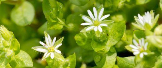 Common Chickweed