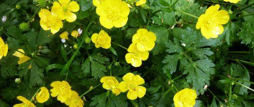 Creeping Buttercup