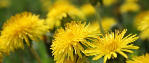 Dandelion Weed