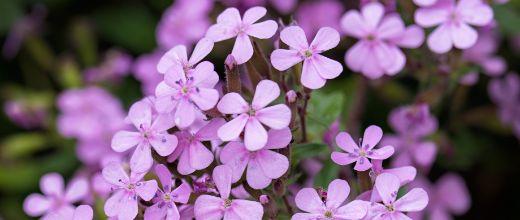 Dwarf soapwort