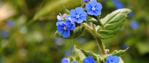 Green Alkanet