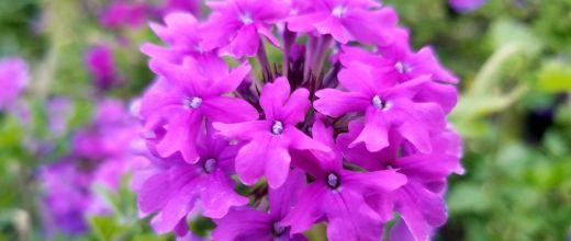 Homestead Purple Verbena