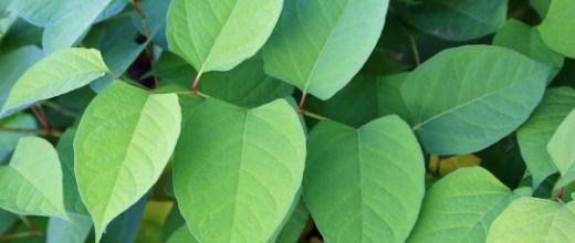 Japanese Knotweed