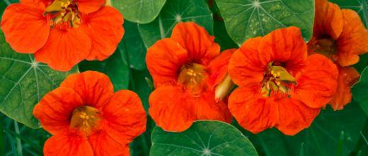 Nasturtium