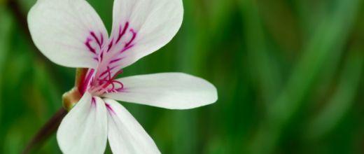 Peppermint-scented Geranium