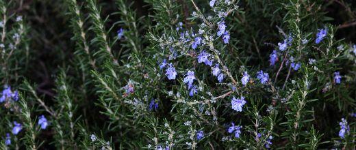 Prostrate rosemary