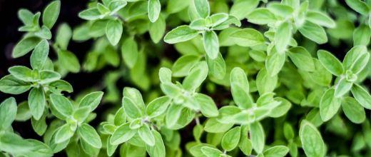 Sweet Marjoram