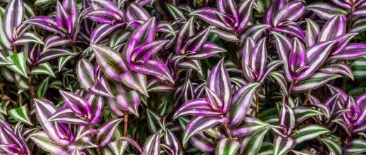 Wandering Jew