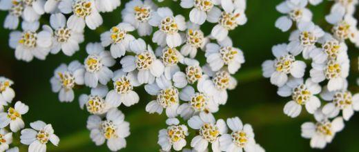 Yarrow