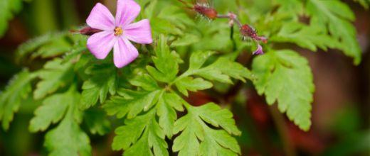 Herb Robert