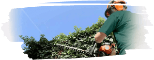 Ivy Trimming And Removal Hero
