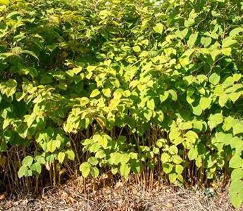 Japanese Knotweed Removal Service London