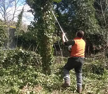 Gardener removing ivy in a London property