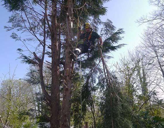 London Tree Felling And Removal service in progress