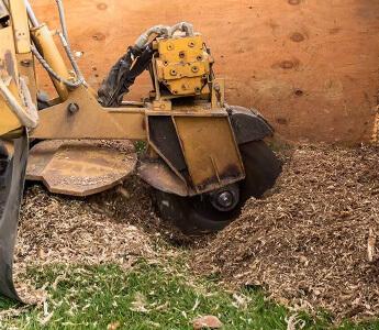 Stump Grinding And Removal in a London Property