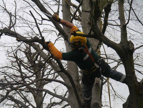 Tree Crown Lifting, Reduction & Thinning in London