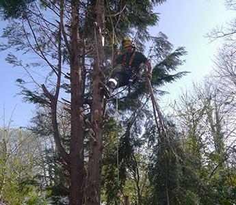 Tree trimming and pruning service in London