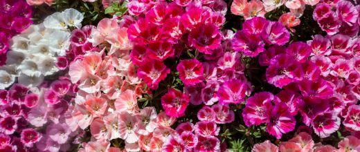 What Flowers Can You Plant Now Flower Planting Calendar UK