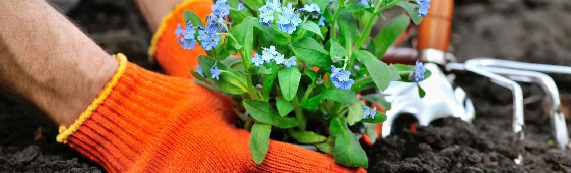 Planting flowers in soil