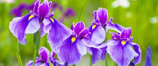 Japanese Iris flowers