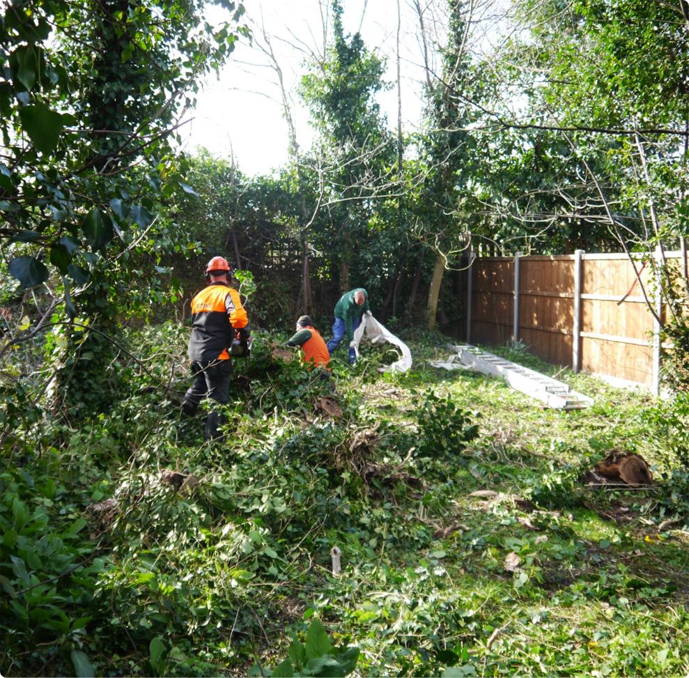 The image shows an overgrown backyard that is being cleared by fully equipped gardeners.