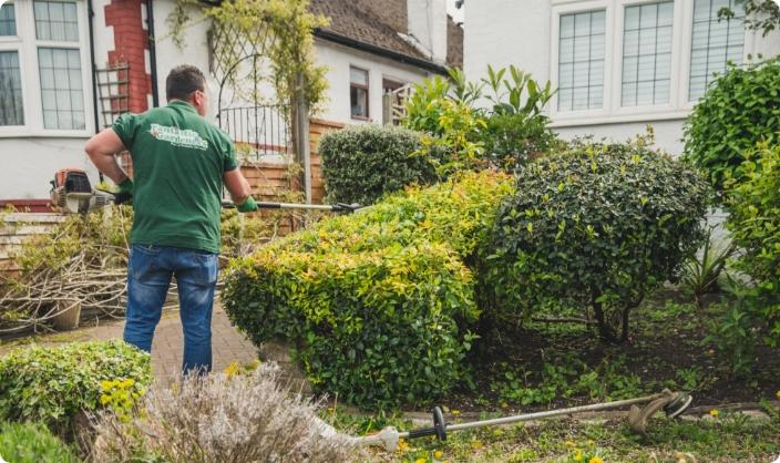 The image shows a Fantastic Gardener who is using a power tool to trim an overgrown bush.