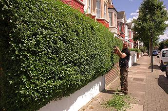 Ground maintenance service in a London property